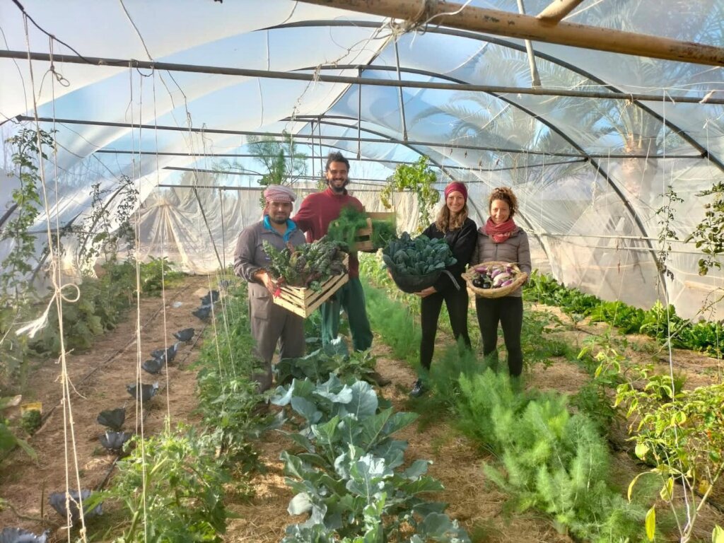 Growing food in the Sinai Desert, Egypt