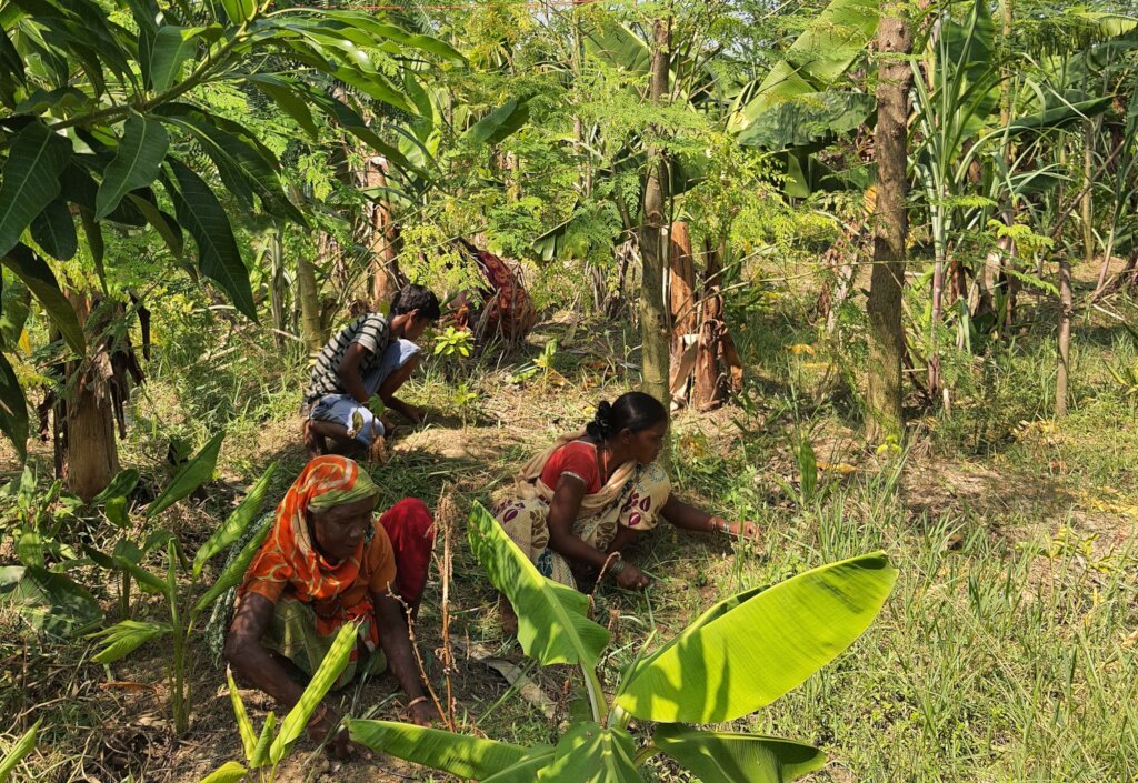 Local villagers tend a food forest in India