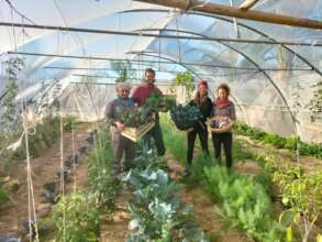 Growing food in the Sinai Desert, Egypt
