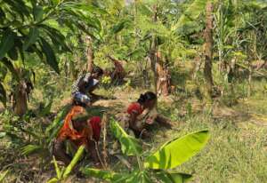 Local villagers tend a food forest in India