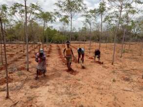 Tree planting in Kenya