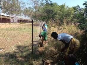 Schoolgirls planting trees beside a fence