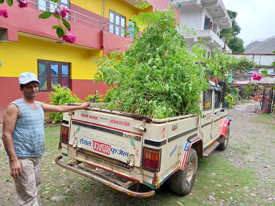 Transportation of Moringa trees to be planted