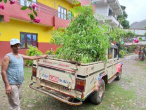 Transportation of Moringa trees to be planted