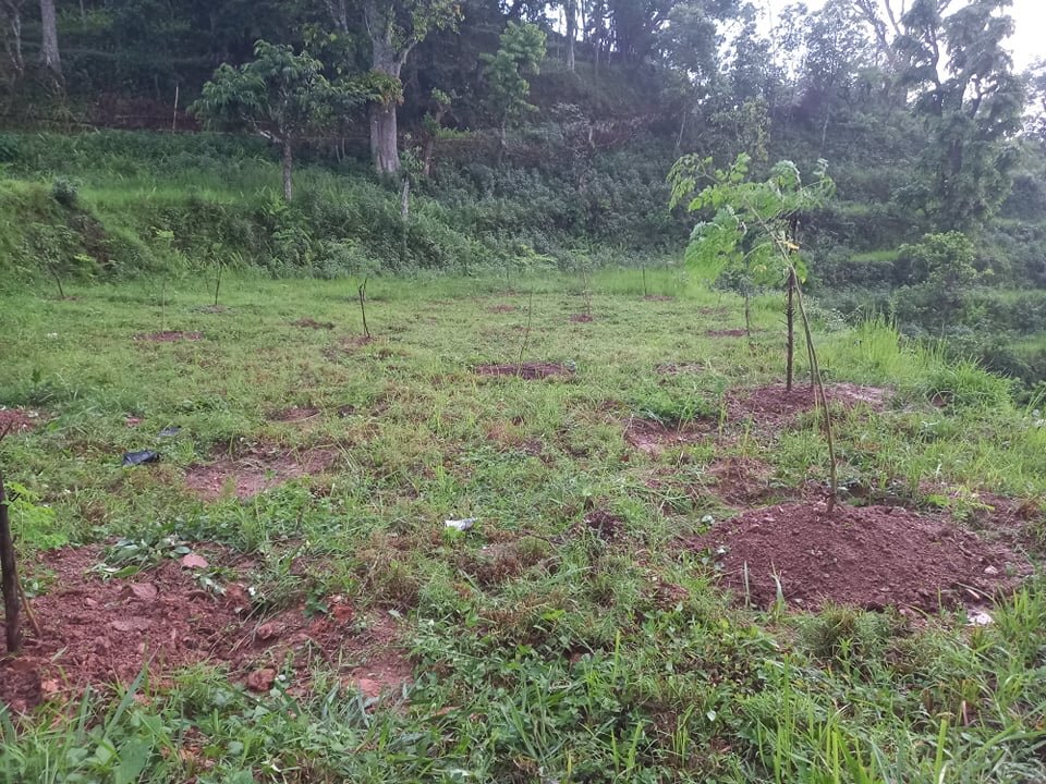 Trees after plantation