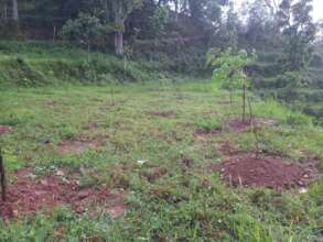 Trees after plantation