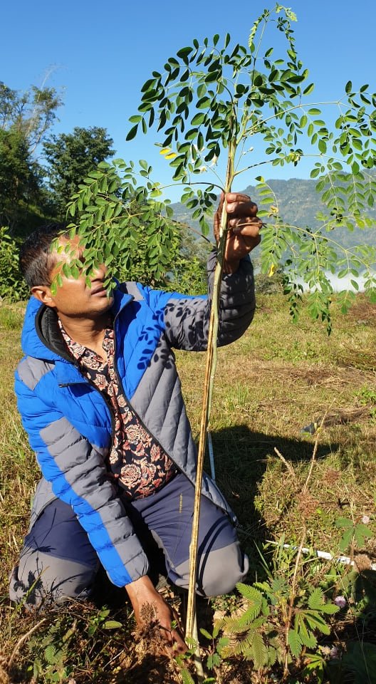 Agroforestry for livelihood improvement in Nepal