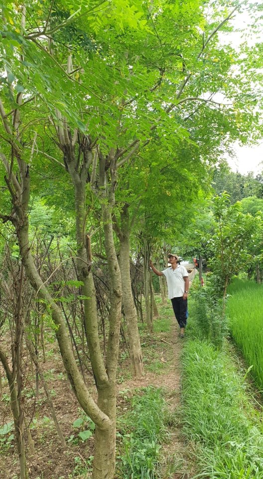 Agroforestry for livelihood improvement in Nepal
