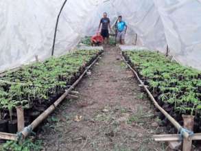 Moringa Nursery