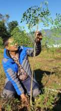 Growth Monitoring of Moringa tree