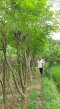 Moringa tree