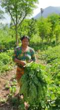 Moringa Leafs