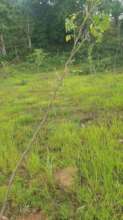 Moringa farm