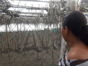 supervision  of the hatching hatchery for eggs