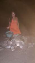 collection of eggs by a female community team