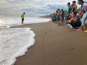sea turtle release and awareness