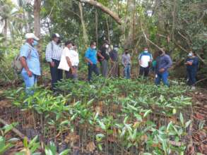 mangrove nursery work