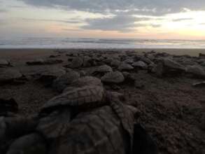 turtles affected by bad human actions.