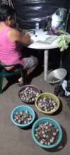 report of the collection of the eggs before taking