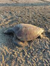 turtles affected by bad human actions.
