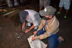 collection and transfer of eggs