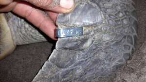 monitoring and marking