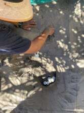 MONITORING OF EGGS IN INCUBATION