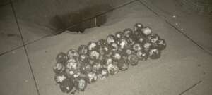endangered chelonia mydas eggs