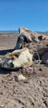 death of individuals by plastic waste