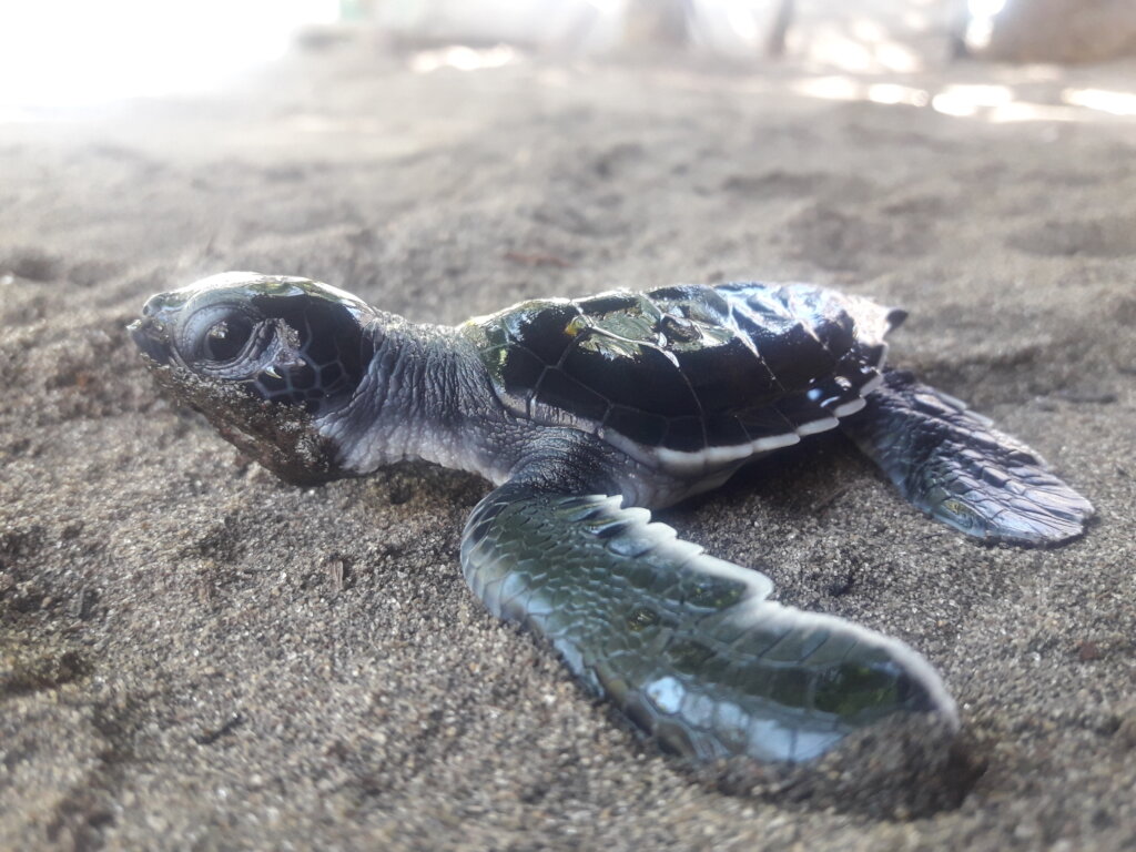 Save 60,000 Sea Turtles in El Salvador