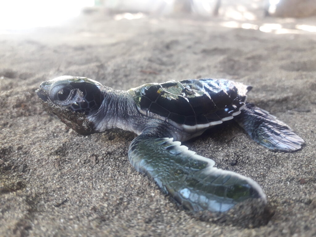 Green sea turtle hatchling