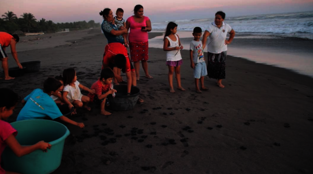 Community sea turtle hatchling release