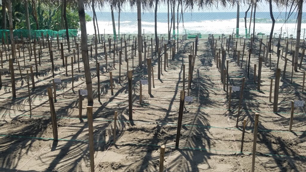 Save 60,000 Sea Turtles in El Salvador