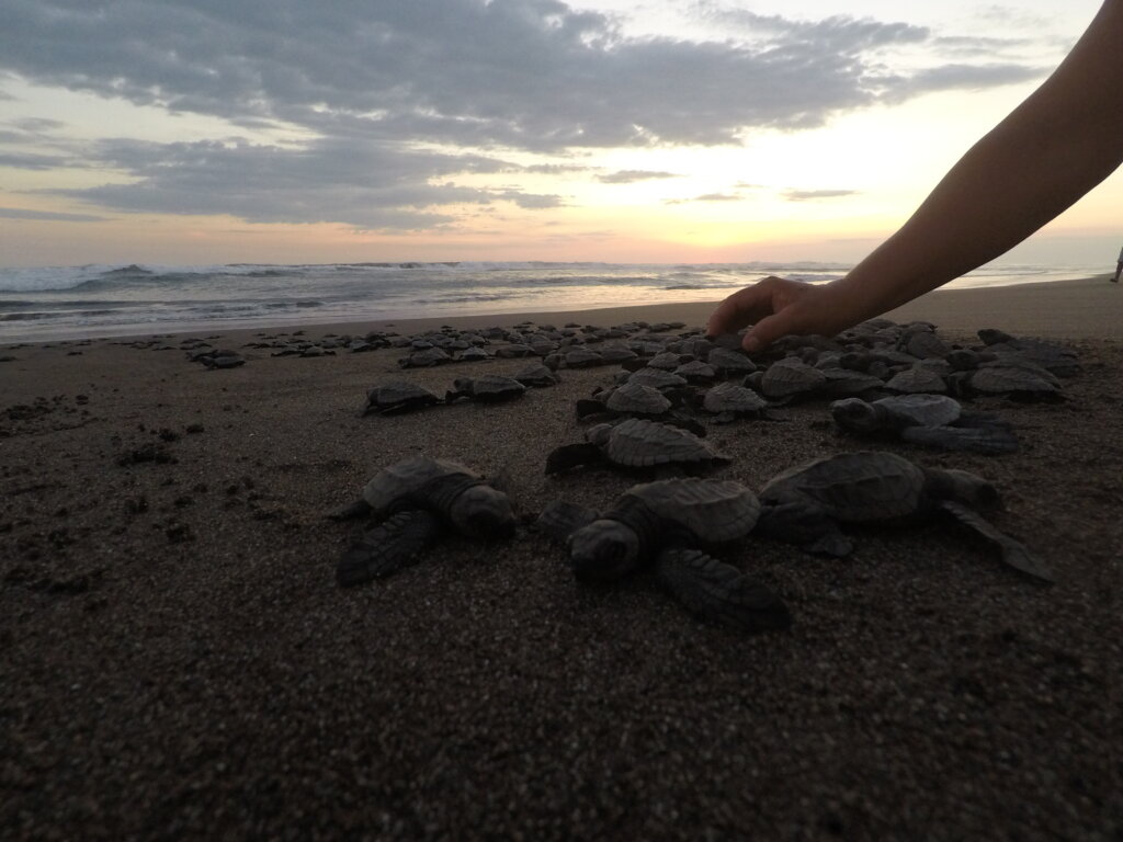 Save 60,000 Sea Turtles in El Salvador