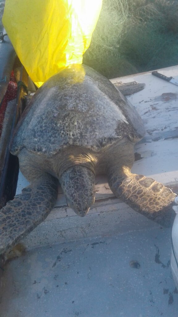 GREEN TURTLE