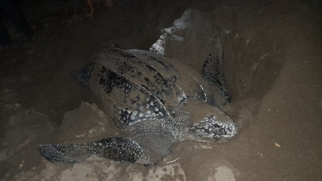 LAUD TURTLE