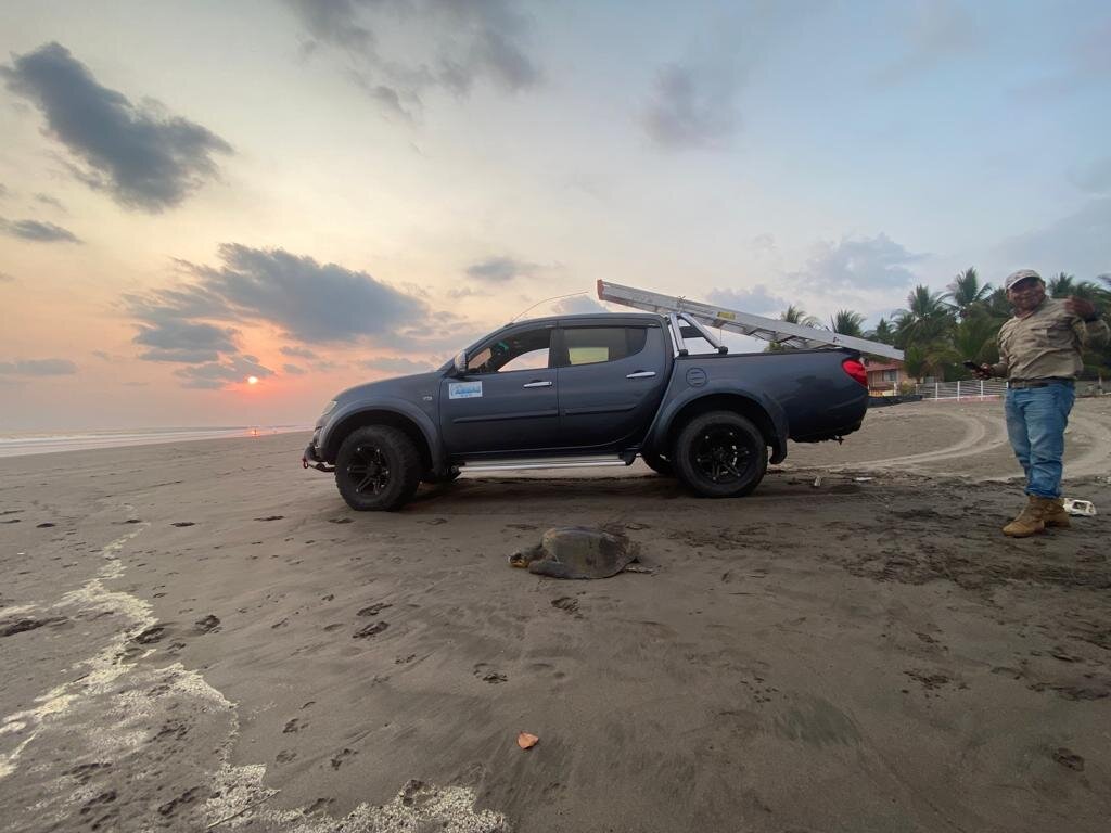 Save 60,000 Sea Turtles in El Salvador