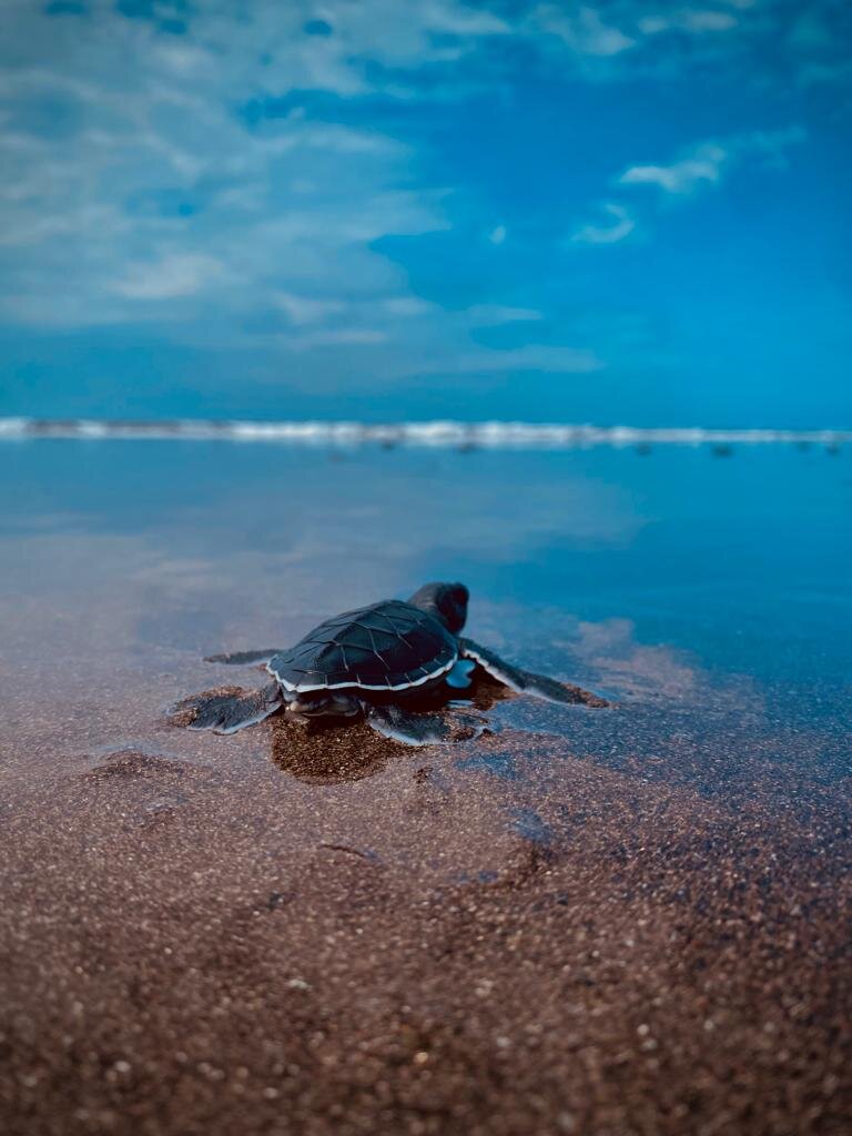 Save 60,000 Sea Turtles in El Salvador
