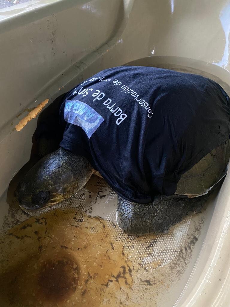 Save 60,000 Sea Turtles in El Salvador
