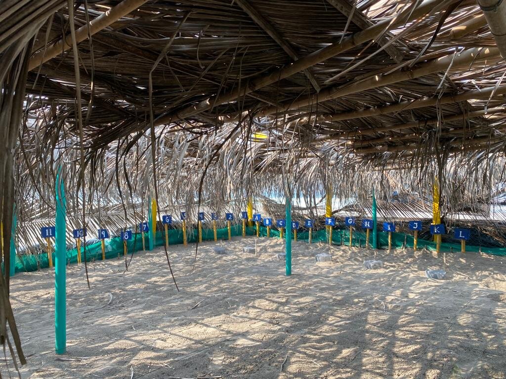 Save 60,000 Sea Turtles in El Salvador