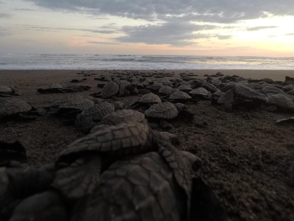 Save 60,000 Sea Turtles in El Salvador