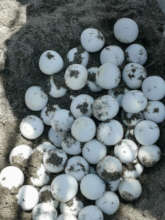Sea turtle eggs