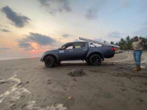 attention to turtle barrage