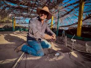 control in the incubation of eggs