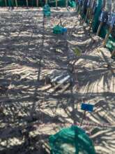 nests in nursery