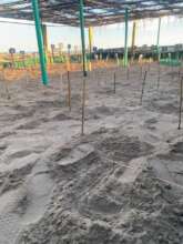 nursery with nests of eggs