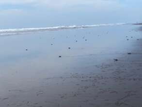 small turtles breaking free