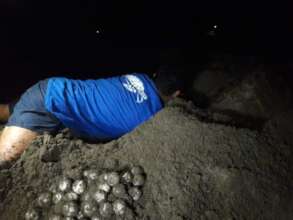 extraction of the eggs before being taken to the