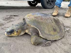 battered turtle rescue