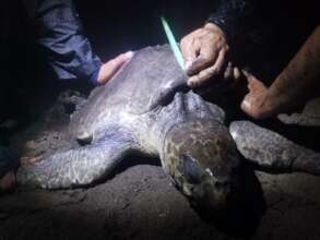 turtle measurements
